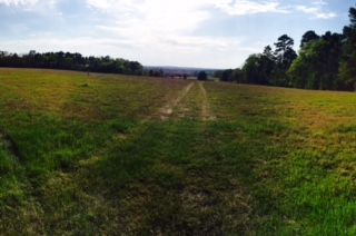 The pasture with a view
