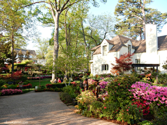 tyler azaleas thirteen