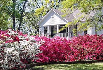 tyler azales fourteem