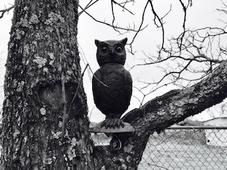 owl three