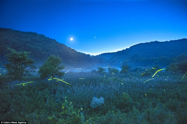 Fireflies near mountains